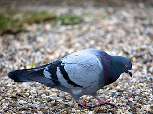 Rat and Mice Control