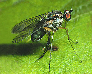  Flies and Mosquitoes